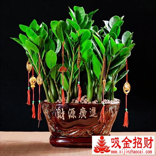 十二生肖专属的招财植物